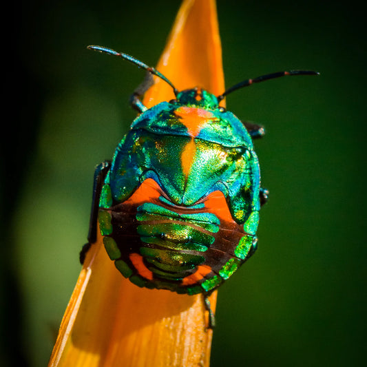 Wickless Candles Your Secret Weapon Against Insects